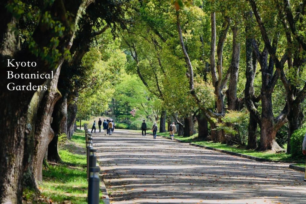 京都府立植物園の並木道